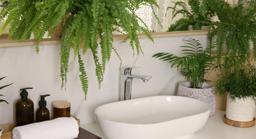 Hat növény a fürdőszobába, ami szereti a párás környezetet