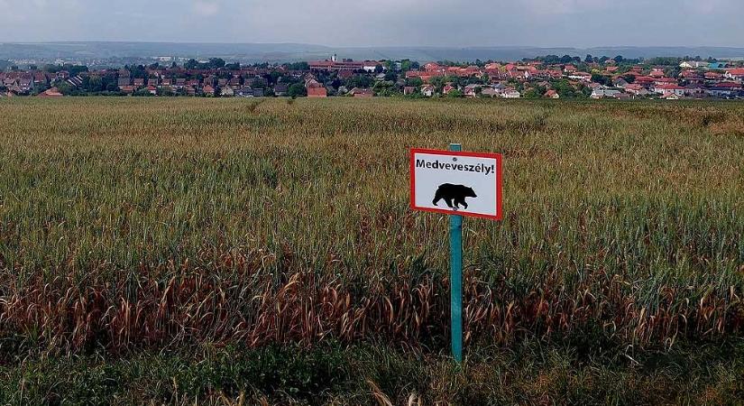 Medvét fotóztak Pest megyében, az önkormányzat táblákkal figyelmezteti a veszélyre a lakosokat