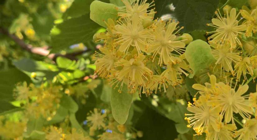 Érdemes begyűjteni a hársfa virágát, kiváló gyógynövény
