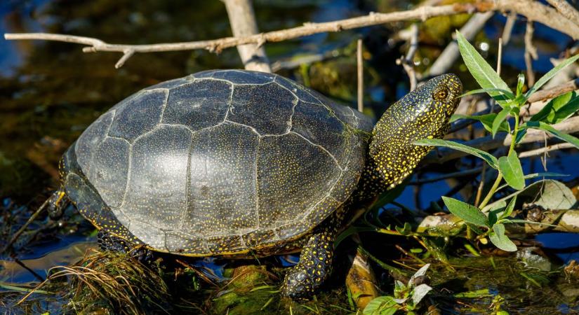 Mocsári teknősök akadályozhatják a forgalmat a magyar utakon