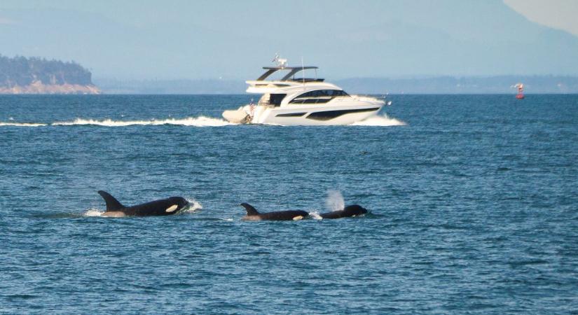 Kardszárnyú delfinek süllyesztettek el egy 15 méteres jachtot