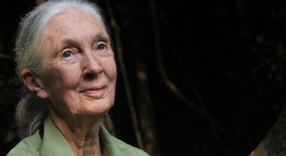 Jane Goodall: Mindenkiben ott van a fékezhetetlen lélek
