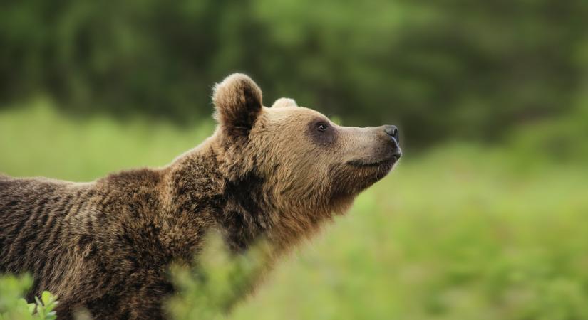 Kiadták a figyelmeztetést: medve bóklászik egy Pest megyei településen is
