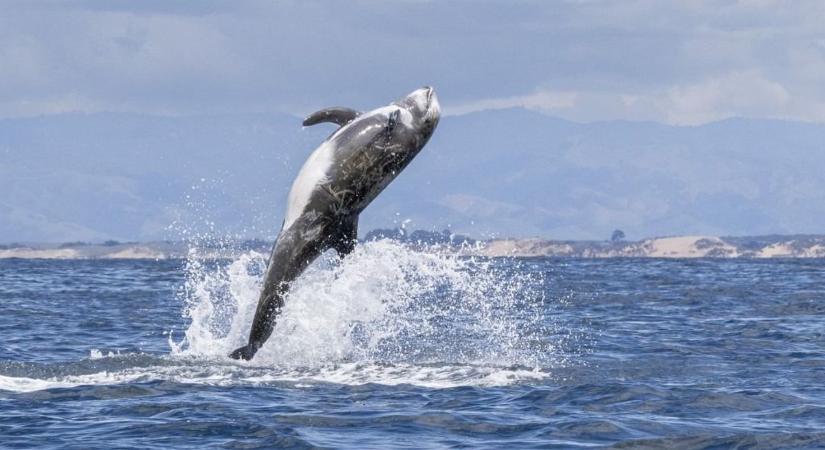 Támadásba lendültek a kardszárnyú delfinek, elsüllyesztettek egy 15 méteres jachtot