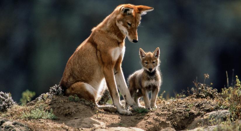 5 érdekesség az etióp farkasról: a világ egyik legritkább kutyaféléje