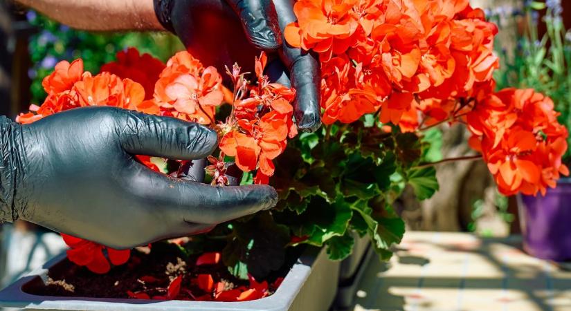A nyugdíjas kertész egy egyszerű háziszert öntött a muskátlik földjére: úgy beindultak és tele vannak virággal máris