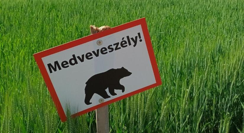 A Heves vármegye keleti határa után a nyugatinál is medvére figyelmeztetnek
