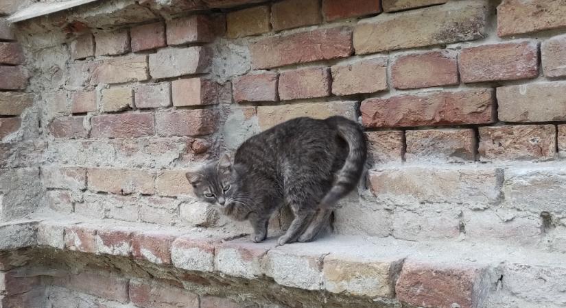 Ablakpárkányon sütkérezik egy vásárhelyi cica