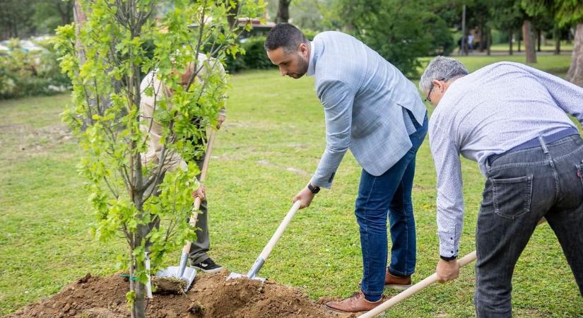 Fát ültettek a néhai kaposvári főkertész emlékére