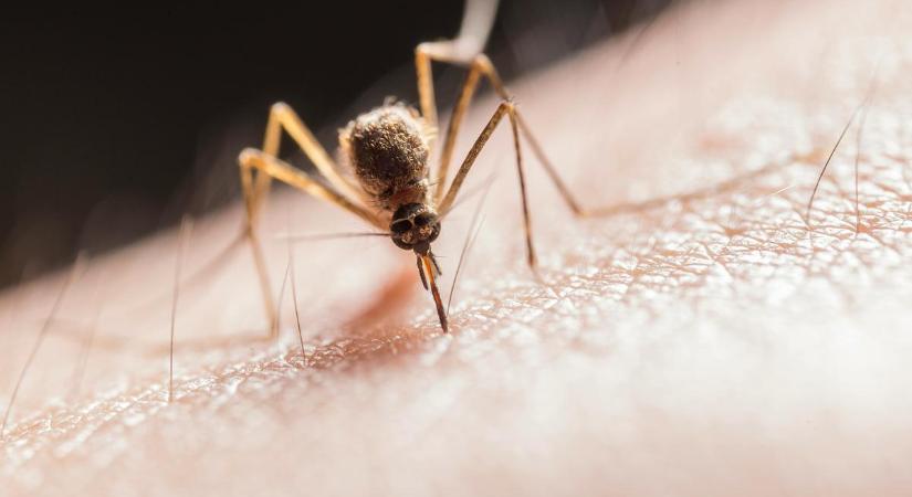 Miért volt szükség plusz 1,8 milliárd forintra idén a szúnyogirtáshoz? A Katasztrófavédelem elárulta
