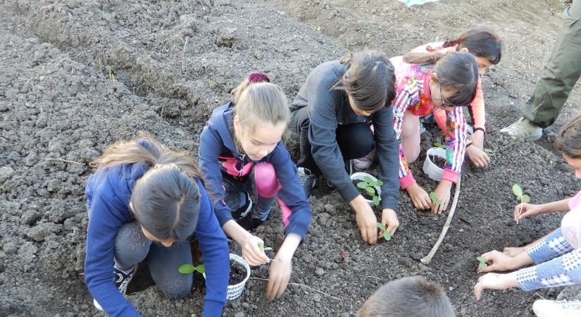 Diákkert: zöldségeket, gyümölcsöket termesztenek a szorgos tanulók Etesen
