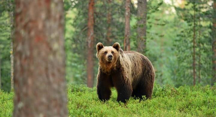 Többé nem igaz, hogy nem kell tartani a medvéktől Magyarországon