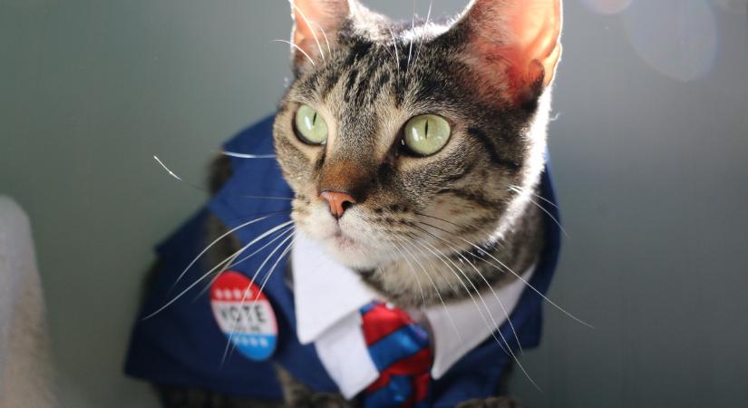 Macskák, akik politikai berkekben érvényesítették önmagukat