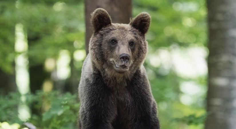 Medve jár a Dél-Cserhátban, a Bükkben, Nógrádban is számíthatunk a csúcsragadozó felbukkanására