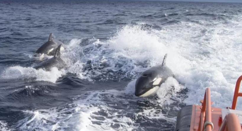 Jachtot süllyesztettek el kardszárnyú delfinek a Gibraltári-szorosban