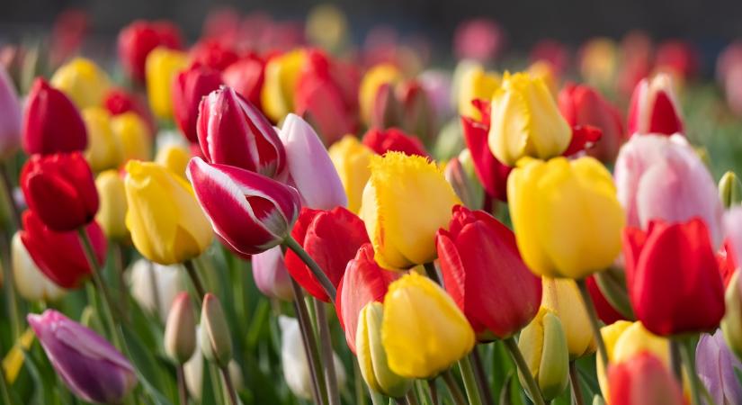 Ha jövőre is szép tulipánt szeretnél, akkor most ezt kell tenned vele