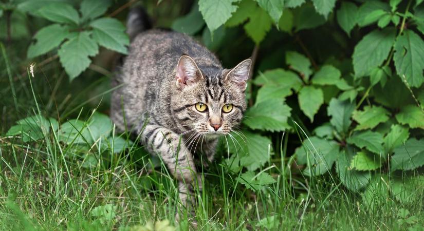 Ezzel az egyszerű módszerrel távol tarthatod a kertedtől az idegen macskákat