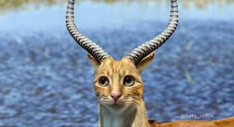Photoshop level 1000: így nézne ki a világ, ha mindennek macskaarca lenne