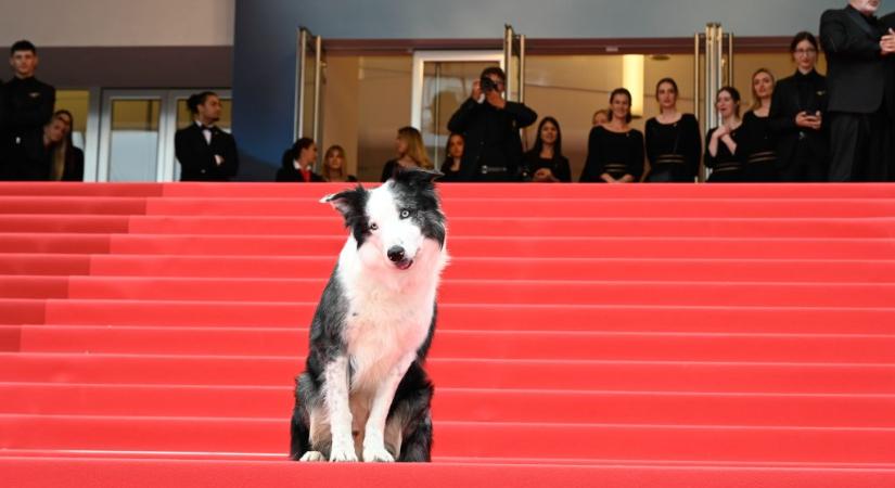 Cannes négylábú sztárja volt az Oscar-gálán is felbukkanó Messi, az Egy zuhanás anatómiája kutyaszereplője