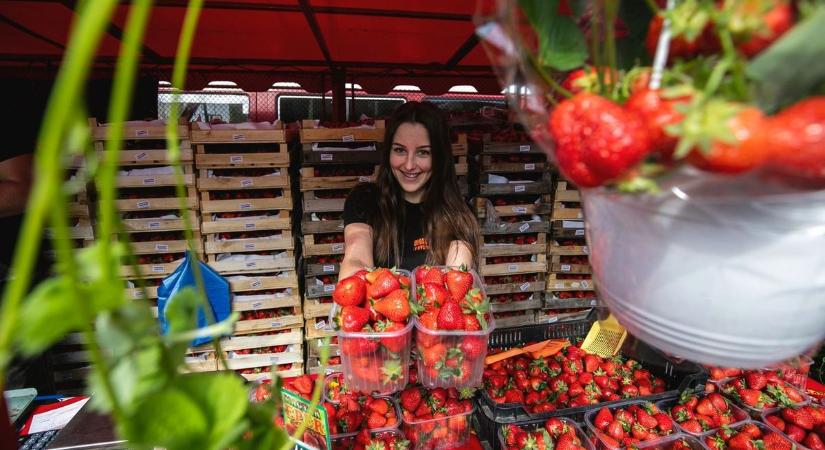 Berobbant a magyar eper szezonja, így alakulnak az árak