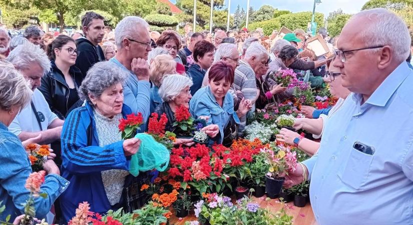 Irány a kert! Színpompás virágözön Orosháza belvárosában – galériával, videóval