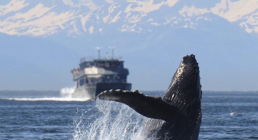 Amit a bálnák ürülékéről tudni érdemes