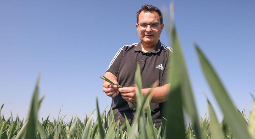 Szépen fejlődik a búza Vasban, a szemeknek még pocakosodniuk kell - fotók