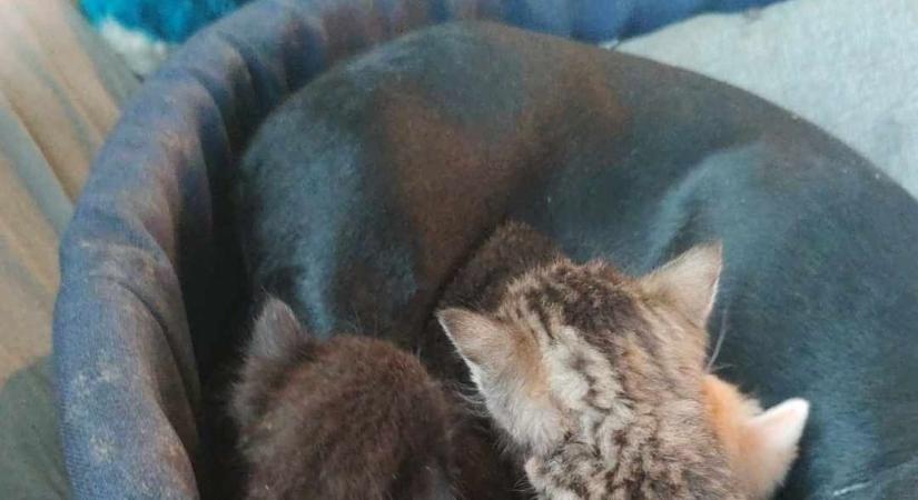Felrobbant a cukiságbomba: Tacskó szoptatja az árva macskákat Baracskán - Videó