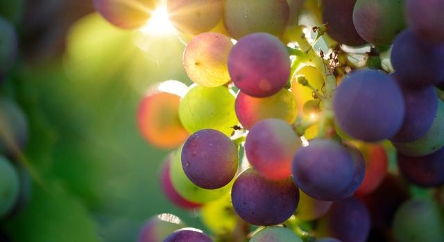Egyszerűbbé vált a Kárpát-medencei szőlő tájfajták állami elismerése
