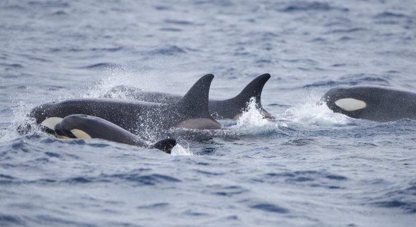 Figyelmeztetést adtak ki Spanyolországban a kardszárnyú delfinek miatt