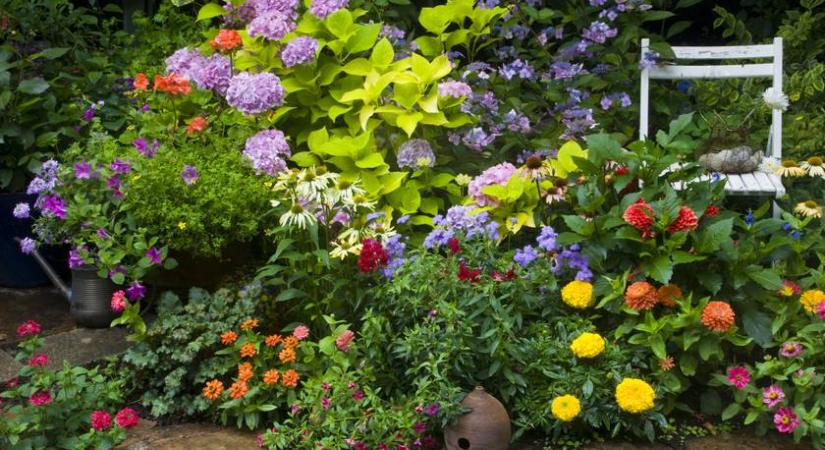 8 gyorsan növő évelő, amitől színpompás lesz a kert - Kevés gondozást igényelnek