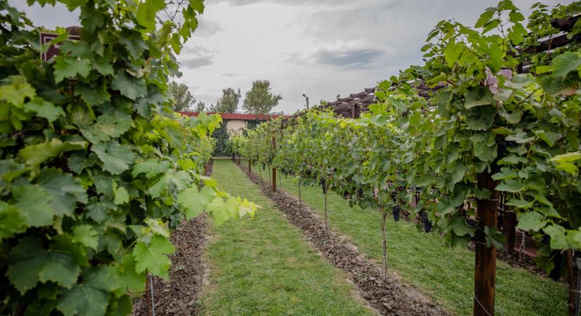 A kormány a szőlőtermelők és a borászok mellett áll