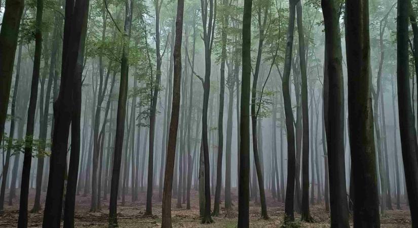 Az erdők fenntartása közcél, hasznuk minden állampolgáré