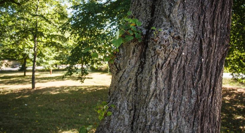 Száz köbméter fát vágott ki Natura 2000-es területen a sárvári férfi