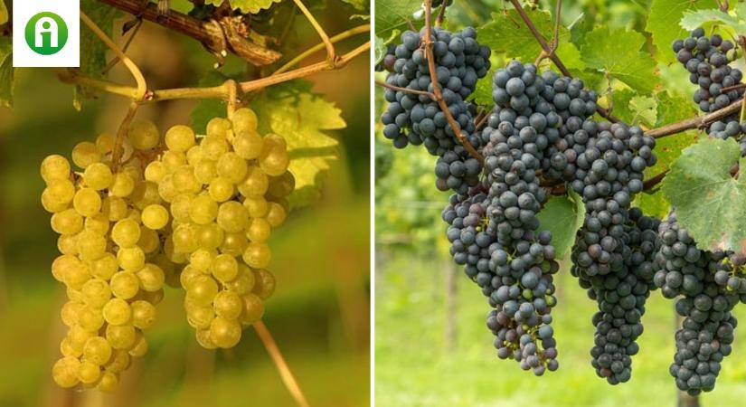 Egyszerűbbé válik a szőlőiskolát üzemeltetők ügyintézése