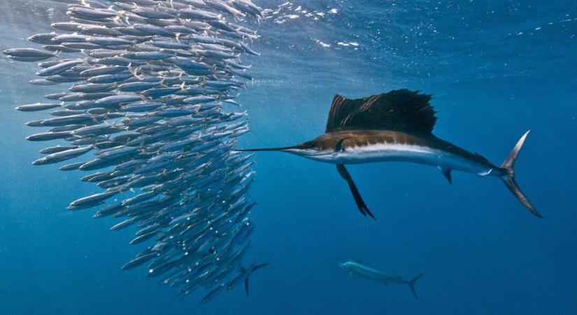 Ezek az óceánok leggyorsabb állatai