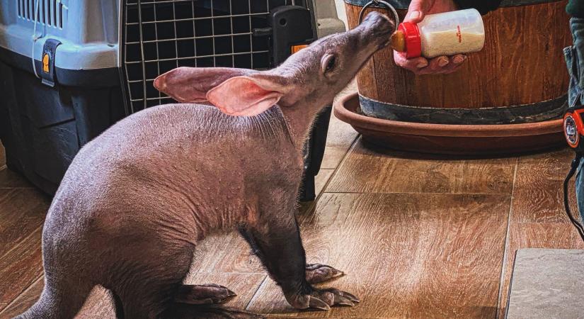 Robban a cukiságbomba: szuszogós kis malacka az állatkert új lakója