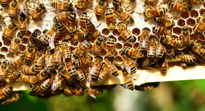 Megint unatkoznak a brit tudósok: jön a Killer Bee Beer