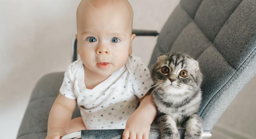 Kisbaba vagy kiscica? Az emberi agy érdekes választ ad a kérdésre
