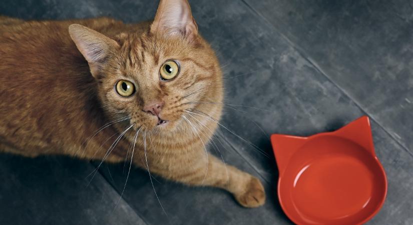 6 ok, amiért a macskád folyton éhes