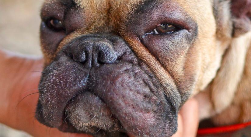 Anafilaxia a kutyáknál: így ismerd fel az életveszélyes állapot tüneteit