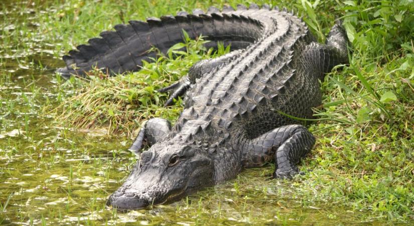 Hatalmas aligátor ólálkodott a floridai iskola közelében