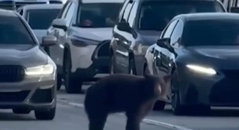 Egy medve miatt bénult meg az autópálya