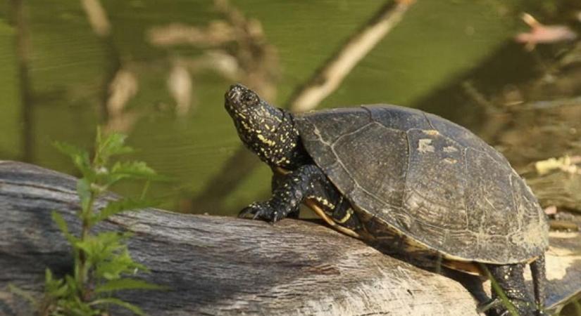 Nem eltévedtek, fészket keresnek – mocsári teknősök keresztezhetik az utunkat