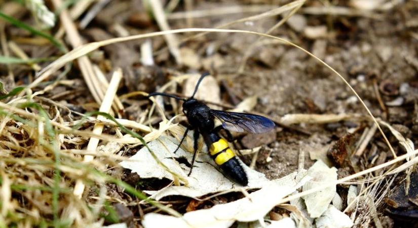 Kissé horrorisztikus az óriás tőrösdarázs szaporodása, de ártalmatlan rovar