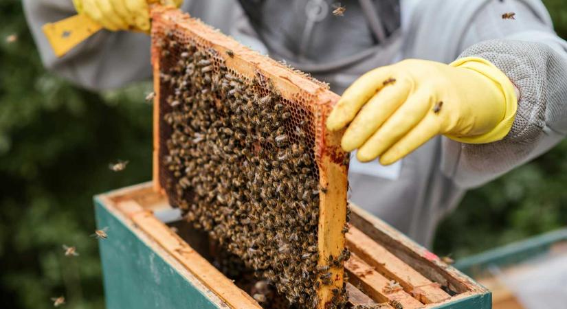 Kelendő volt a hazai méz, az EU harmadik legnagyobb exportőre volt tavaly Románia