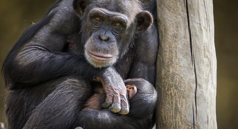 Szívszorító: hónapok óta gyászolja elpusztult kicsinyét egy csimpánzanya