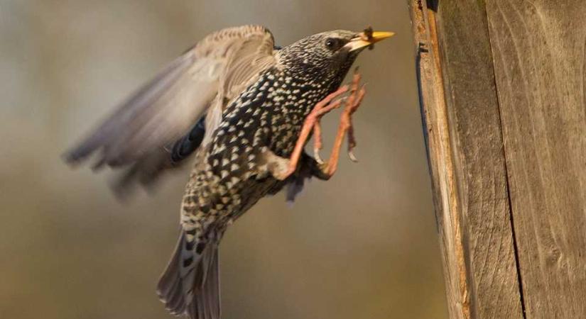 Megnőtt a madarak agymérete az evolúció során
