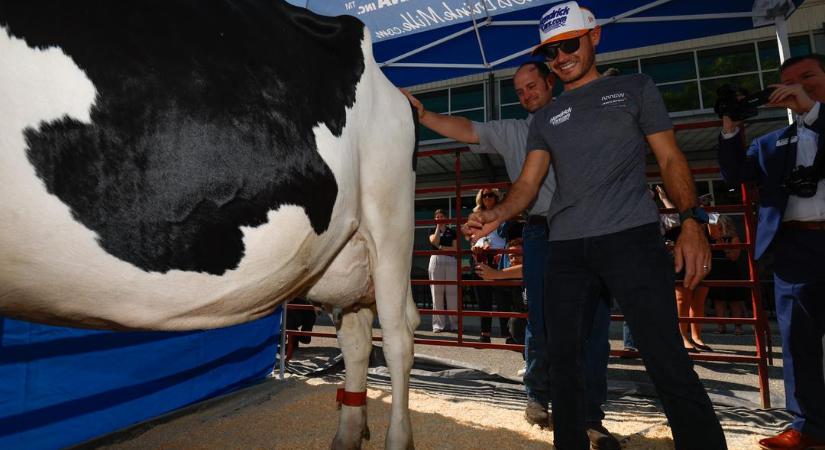 Indy 500: Larson megfejt egy tehenet és még 10 ezer dollárt is kapott