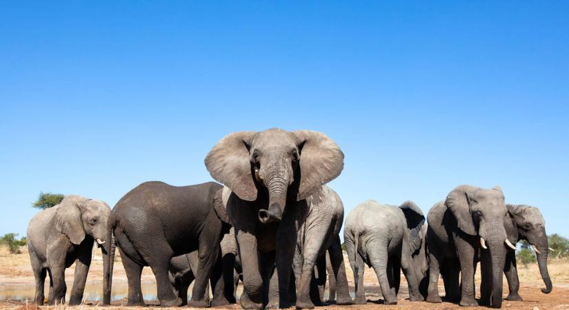 Elefántokkal árasztaná el Botswana a szigorításra készülő németeket
